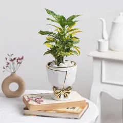 Golden Canopy - India