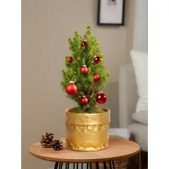 Magical Christmas Greetings - Germany