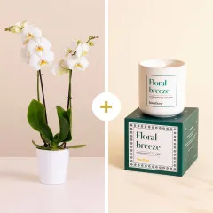 Flowery dreams - Italy