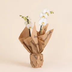 White Orchid - Premium Orchid Plant - Andorra