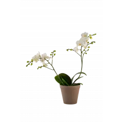 Orchid White 242678 - Norway