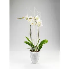 Orchidea - Wyspy Owcze