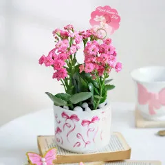 Kalanchoe Beauty - India