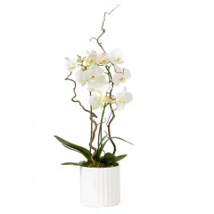 White orchid in a pot - Finland