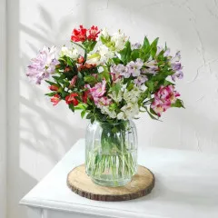 Alstroemeria Dreams - India