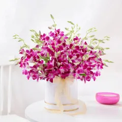 Purple Orchid Elegance - India