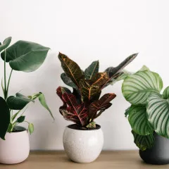 Florist Potted Plant - Australia