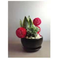 Aranżacja roślin w doniczce - SRA Makau (Chiny)