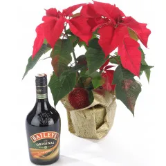 Poinsettia i likier - Białoruś
