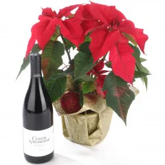 Poinsettia i czerwone wino - Białoruś