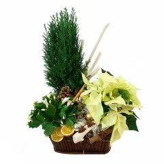 Stroik na Gwiazdkę, stroik z poinsecji, cyprysu, szlumbergera, bombek, szyszek, suszu w koszu