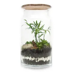 Las w słoiku DIY - Zagajnik - Interflora® rośliny w szkle