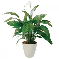 Spathiphyllum w doniczce, zielone spathiphyllum w doniczce