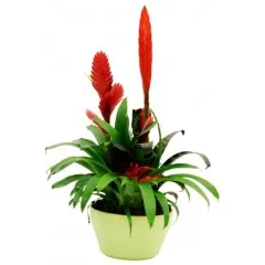 Bromelias 