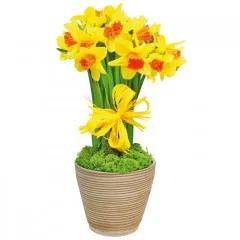 Kompozycja Wiosenna radość, kompozycja 15 żółtych żonkili z mchem, przewiązany wstążką w naczyniu, wiosenne kwiaty
