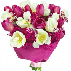White and pink bouquet, white tulips, pink tulips, gypsophila, bouquet with purple paper