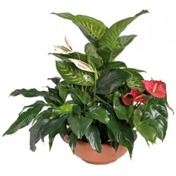 Arrangement of Plants