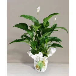 Spathiphyllum