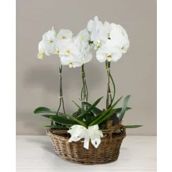 Basket with orchids