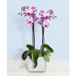 Różowa orchidea