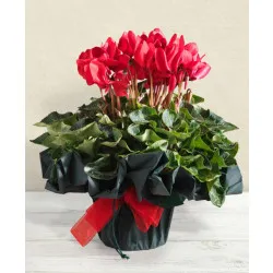 Red Cyclamen plant