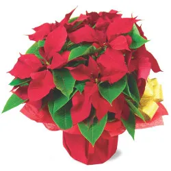 Poinsettia