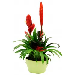 Bromelia