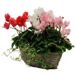 Cyclamen