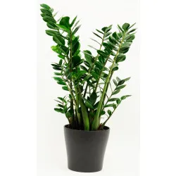 Zamioculcas in ceramic pot – if substituted pls as similar as poss