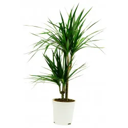 Dracaena 