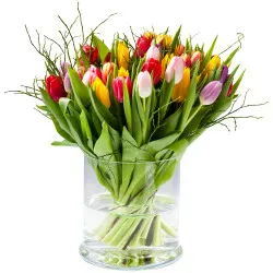 Multi Tulipa