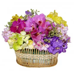 Kolorowe orchidee