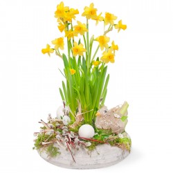 Easter Daffodils 