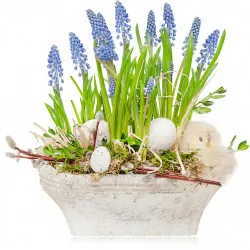 Grape hyacinths for Easter
