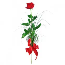 An elegant rose