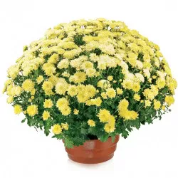 Chryzantema doniczkowa