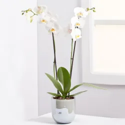 Orchidea roślina