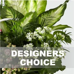 ARRANGEMENT OF PLANTS