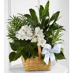 C23-4454 Peace & Serenity™ Dishgarden