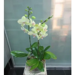 3 pędy storczyka w doniczce