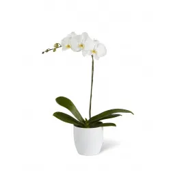 White Orchid Planter