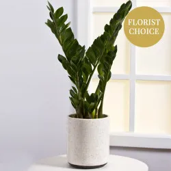 Pojedyncza roślina doniczkowa