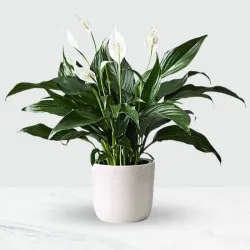 Spathiphyllum W Doniczce