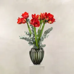 Joyful Amaryllis