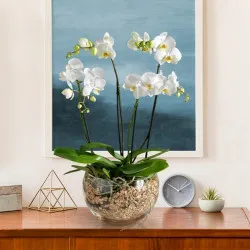 Biała orchidea premium