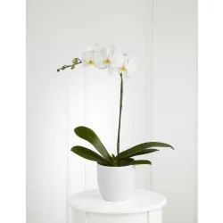 White Orchid Planter