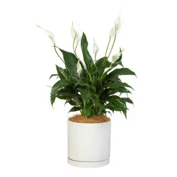 White Peace Lily