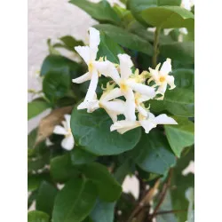 Jasmine Plant