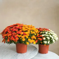 Duo de chrysanthemes multicolores