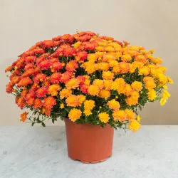 Chryzantema wielokolorowa